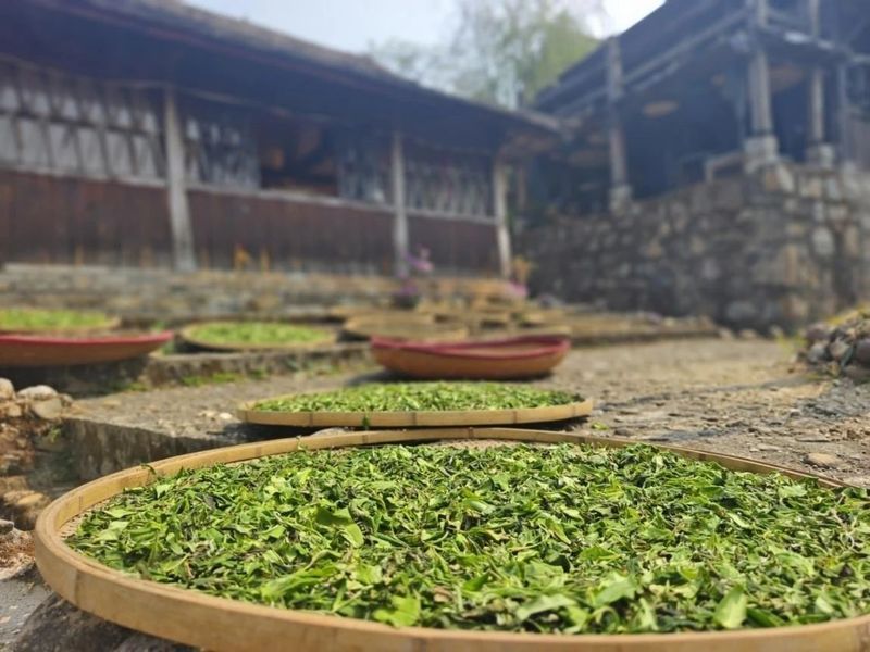 Jingmai Mountain Welcomes Its First Spring Tea Harvest Season After World Heritage Success-2