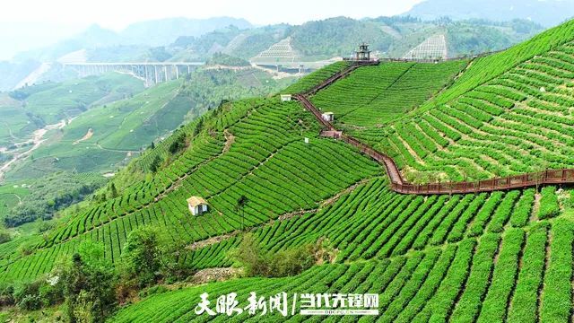 Guiting Cloudy Mist Tribute Tea: Summer and Autumn Tea Production Boosts the Green Industry, Extending Development “Dividends”-6