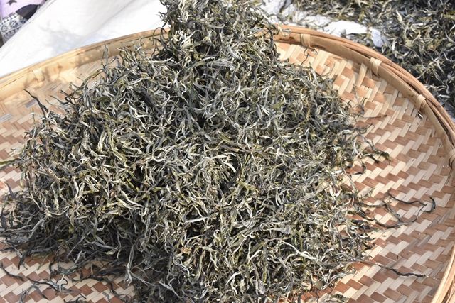 Characteristics of the Ancient Tree Tea from Bulang Mountain-2