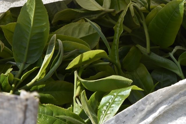 The Production Process of Sun-Dried Green Maocha-1