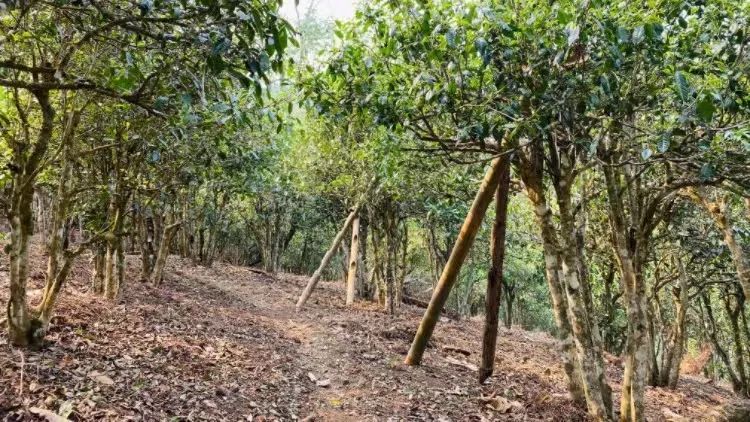 Tea Fragrance in Xishuangbanna: The Famous Pu'er Mountain - Mangsong Tea Mountain in Menghai-2