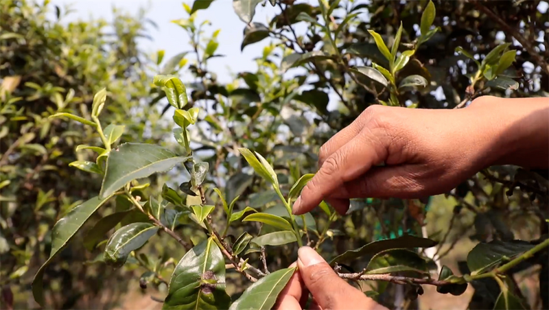 Puer Ning'er: Empowering Tea Culture Inheritance and Development with Intangible Cultural Heritage Techniques-1