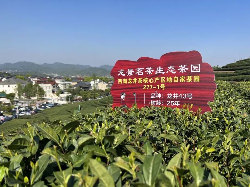 Changdian Village: Village-level Consultations Yield Tea Industry Growth-4