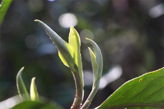 What is Puer First Flush Spring Tea?-1