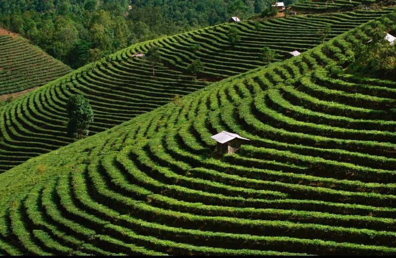 Jingmai Mountain, a Living Book of Chinese Tea History-6