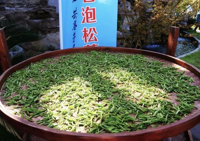 What is Xiuning Songluo Tea?-2