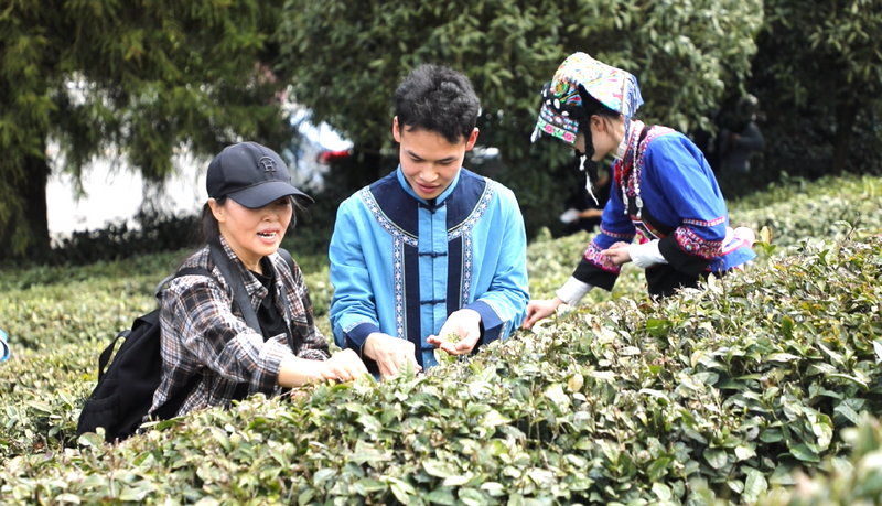 Duyun: Seizing the Core, Protecting and Inheriting the Skills for Producing Duyun Maojian Tea-11