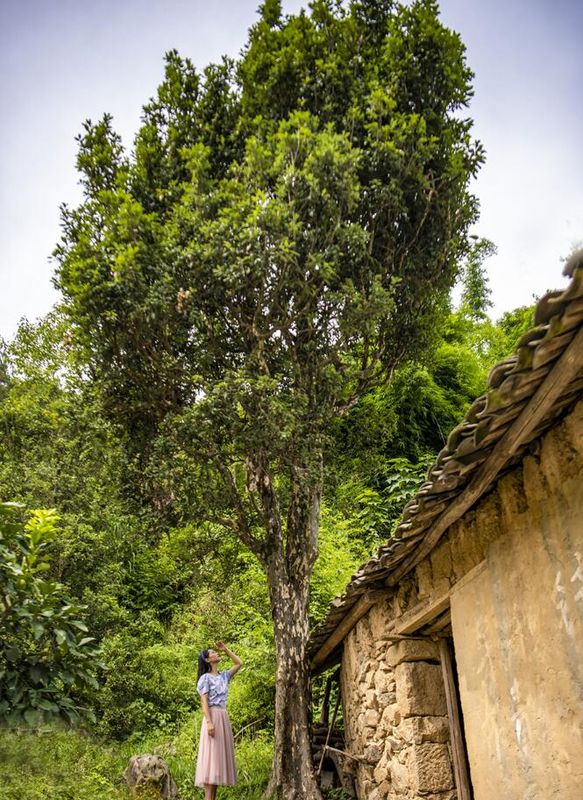 Wuxi, Chongqing: Ancient Eagle Tea Trees in Bloom-10