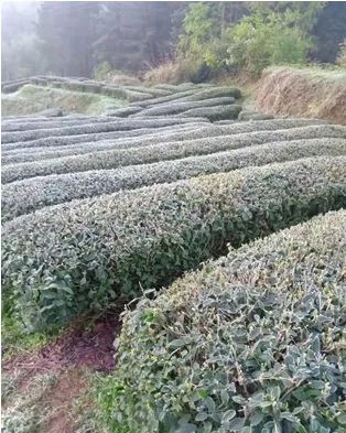 Countermeasures for Frost Damage in Guizhou's Spring Tea Gardens in 2022-3