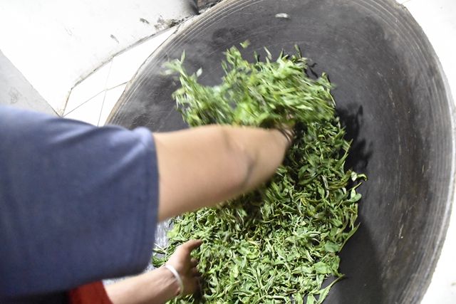 How is Mi Di Pu'er Tea Made? The Production Method of Mi Di Tea-2