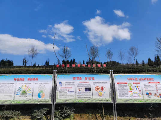 Pingshan County's Longhua Town: Enhanced Quality and Efficiency Yield New Greenery, Summer and Autumn Tea Bountiful Harvests-2