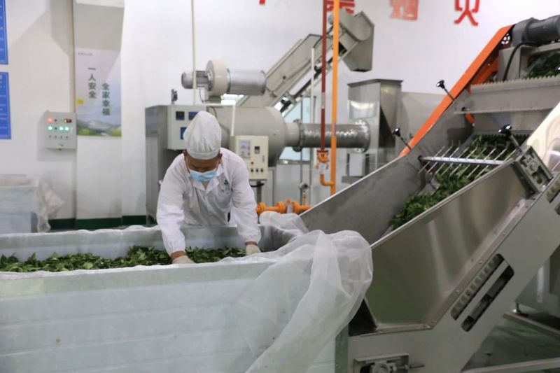 Duyun's First Fully Automated Tea Production Line Put into Operation-2