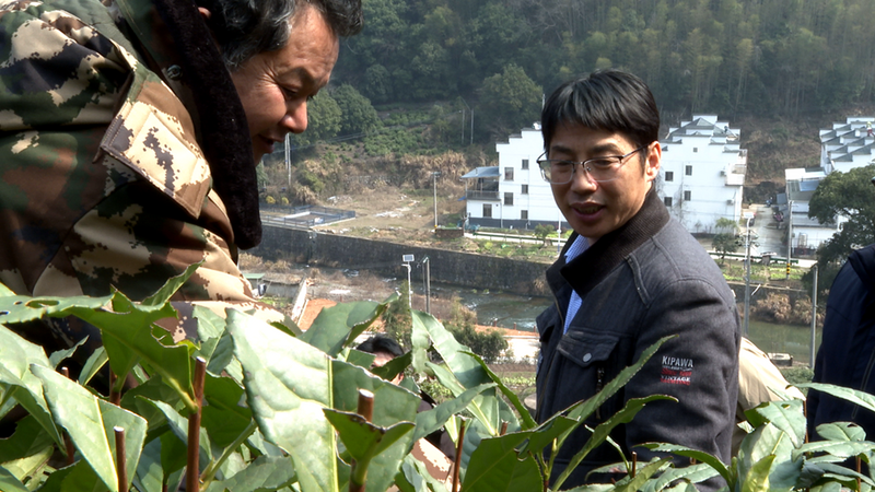 High Mountain Tea Gardens in Huangshan District Welcome On-site Guidance from Tea Professors!-1