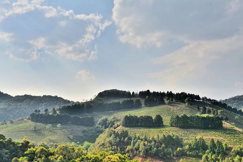 In Search of Tea in Changning: Spring Arrives and the Tea in Nino Is Fragrant-1