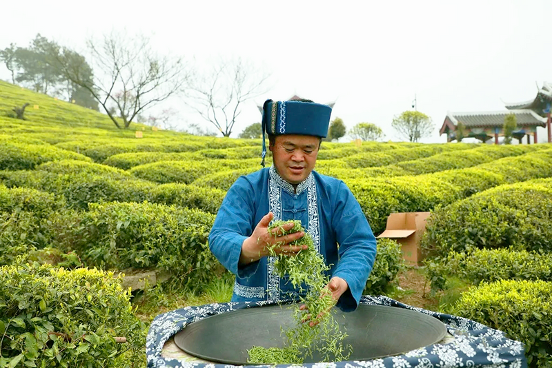 Duyun: Seizing the Core, Protecting and Inheriting the Skills for Producing Duyun Maojian Tea-4