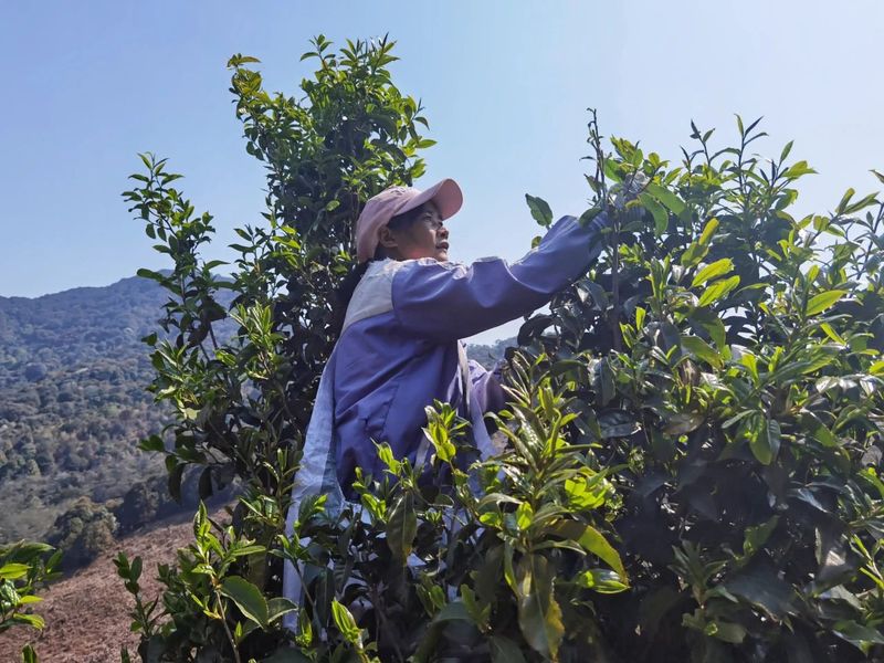 Jinggu Yizhi: The Aroma of Wild Tea in the Mountains Keeps Tea Farmers Busy Picking-12