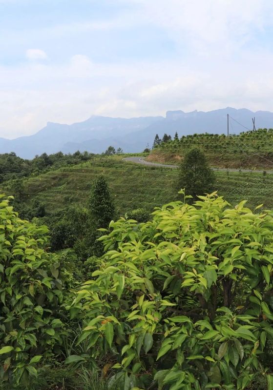 Chongqing Has Thousand-Year-Old Giant Tea Trees?-4