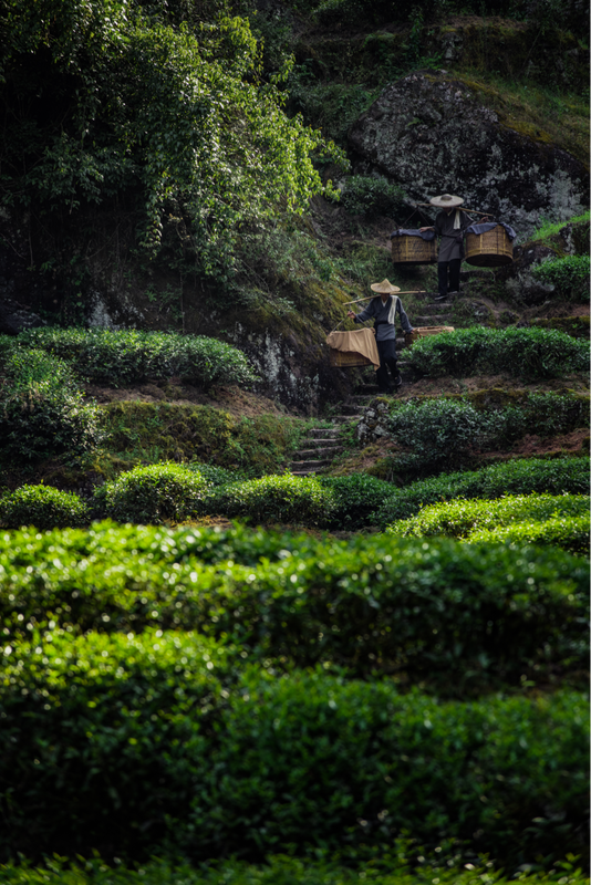 A Taste of Wuyi's Scenery in a Cup of Clear Tea-10