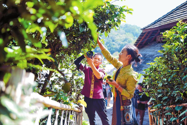 You Natively Born, Self-Directed Toward the Distance — A Series on the Journey of Jingmai Mountain's Bid for World Heritage Status ③-4