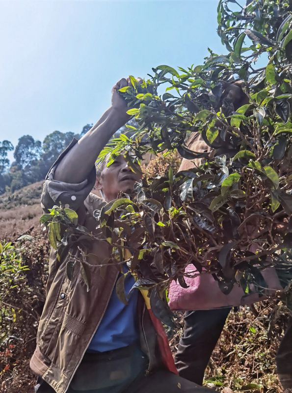 Jinggu Yizhi: The Aroma of Wild Tea in the Mountains Keeps Tea Farmers Busy Picking-11