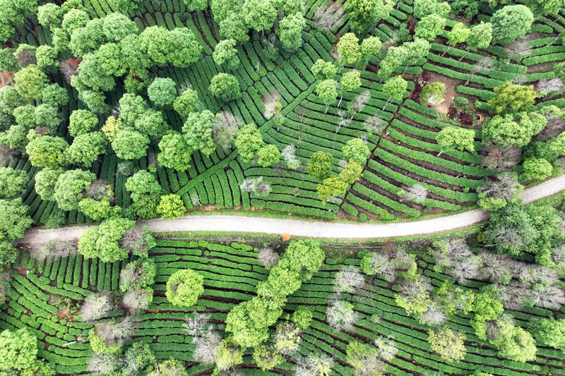 Mojiang: Tea Gardens Verdant After the Rain-2