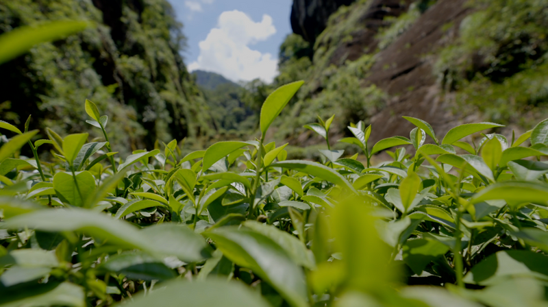 A Taste of Wuyi's Scenery in a Cup of Clear Tea-8