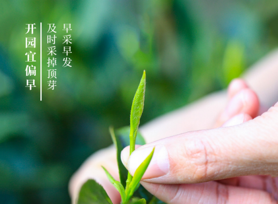 Anhui Academy of Agricultural Sciences Tea Research Institute: Spring Tea Garden Management Techniques-2