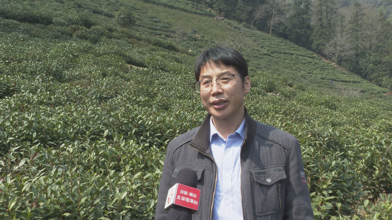 High Mountain Tea Gardens in Huangshan District Welcome On-site Guidance from Tea Professors!-4