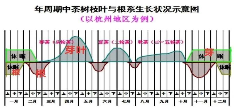 Scientific Fertilization for Green, High-Yield, and Efficient Tea Production-2