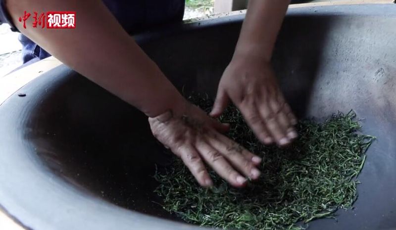 Exploring the Xishan Bailu Tea Processing Technique: Hands Never Leave the Tea in a 300-Degree Iron Wok-1