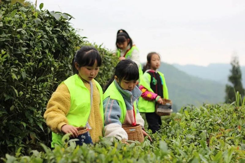 Duyun: Seizing the Core, Protecting and Inheriting the Skills for Producing Duyun Maojian Tea-7