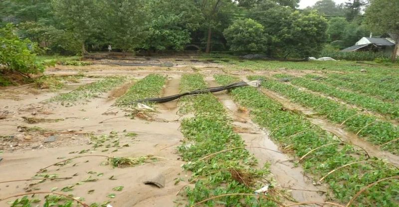 Precautions for Disaster Prevention and Response in Tea Areas During the Plum Rain and Mountain Flood Season-2