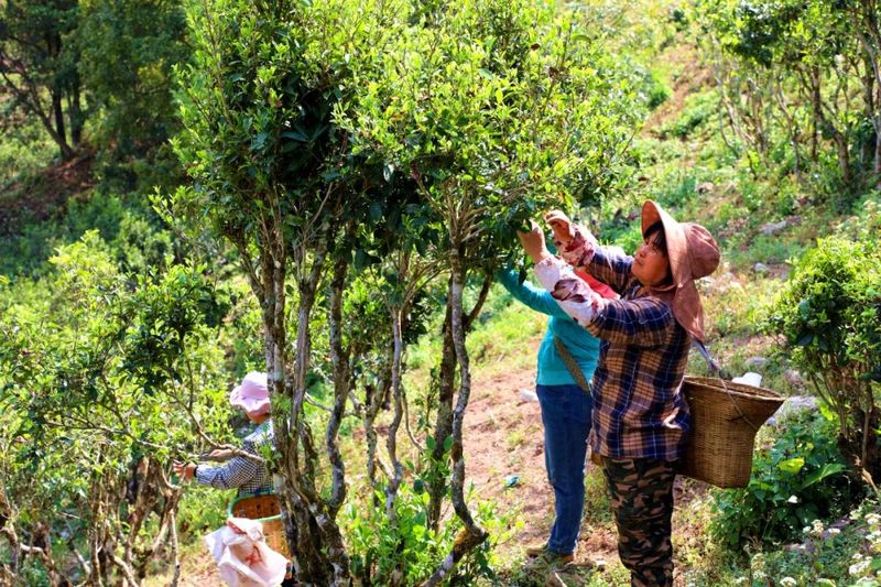 Jingdong's Spring Tea Harvest is in Full Swing! A Spring Overflowing with the Fragrance of Tea Awaits You~-1