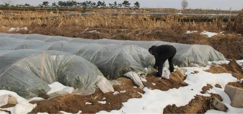 Rizhao City: Technical Guidance for Tea Gardens Dealing with Extreme Weather-3