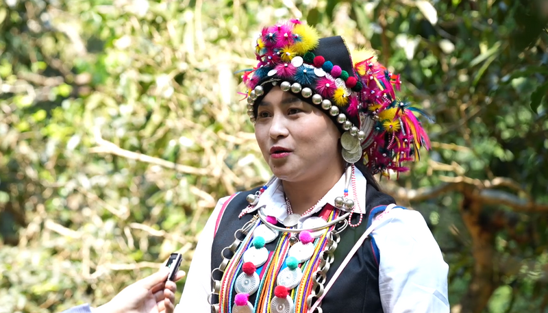 Promoting Rural Revitalization through Tea: The Ancient Tea Mountain of Nanuo Mountain Officially Opens for Spring Harvest-5