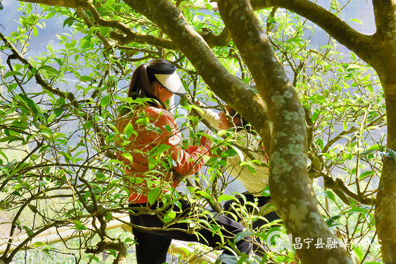 Mangshui Changning: The Spring Tea Flourishes with the Waters of the Lancang, the Ancient Trees of the Origin are All Good-10