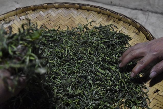 The Process of Kneading in Pu'er Tea-2