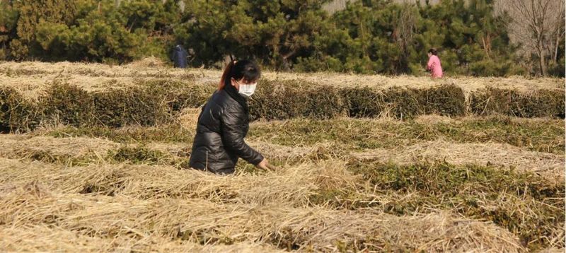 Rizhao City: Technical Guidance for Tea Gardens Dealing with Extreme Weather-12