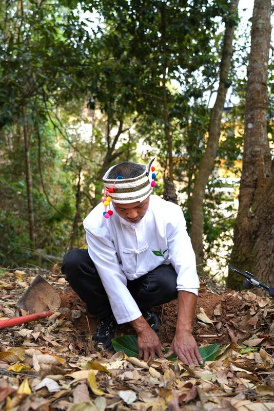 The Sour Tea of Jingmai Mountain: How Elaborate is its Preparation?-15