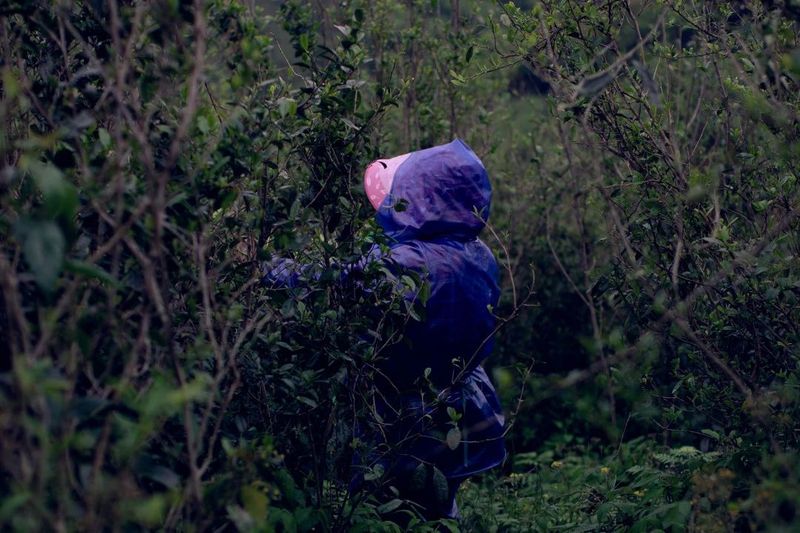 A Tea Garden in Ningde Makes the List of the First 