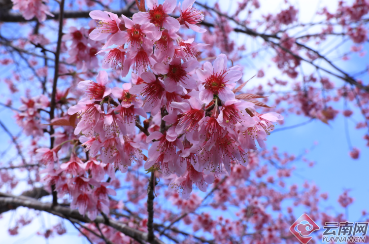 Puer: Jingmai Mountain Has Not Only Ancient Tea Trees but Also Winter Cherry Blossoms over Thousands of Mu-4