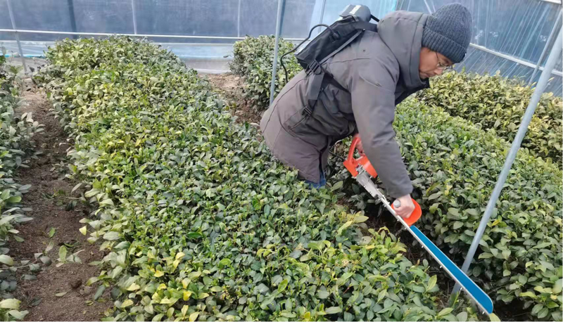 Technical Points: Spring Tea Garden Management Technical Recommendations-3