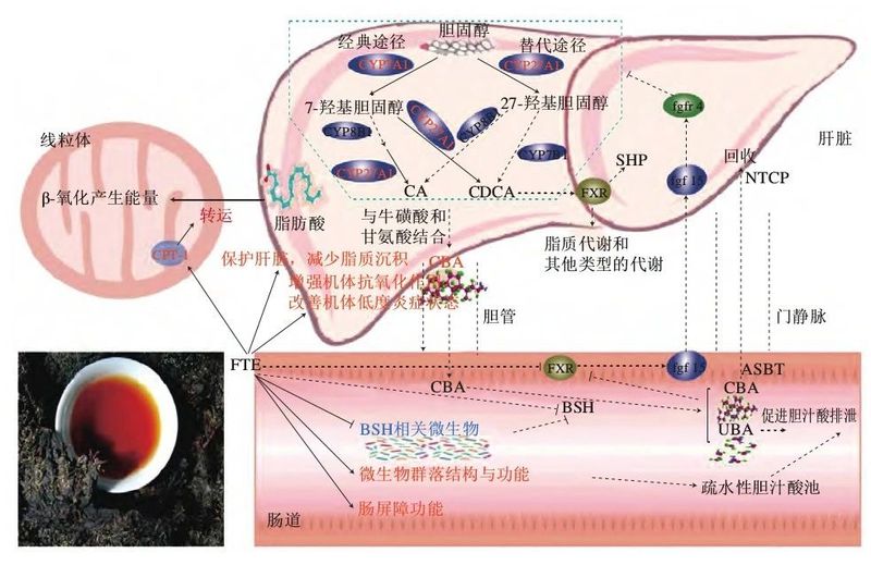 The Liu Zhonghua Academy Team Discusses the Gastrointestinal Regulation Efficacy of Anhua Dark Tea-4