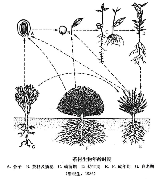 The Life Cycle of Tea Plants and Key Management Practices at Different Stages-1