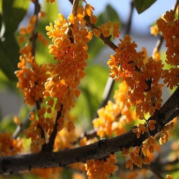 Huangchuan Golden Osmanthus-1