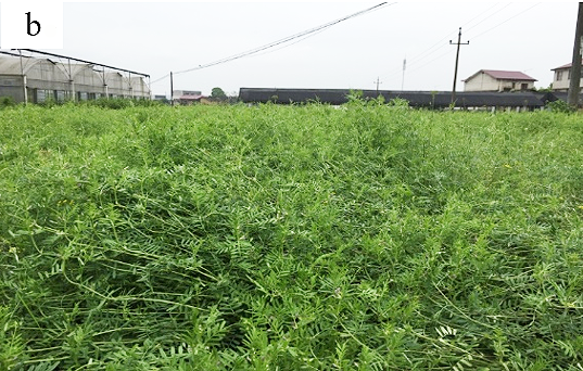 Intercropping Winter Green Manure in Tea Gardens-6