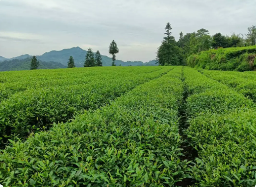 Pingshan County's Longhua Town, Yibin City: Concentrating on the 