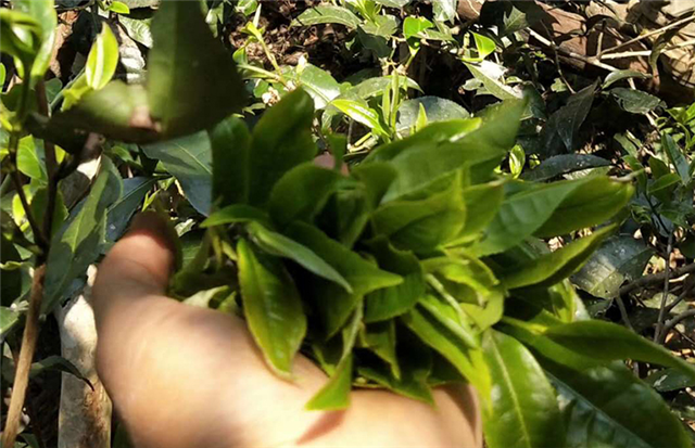 Yiwu Bohetang Second-Class Ancient Tree Spring Tea Price 2024-2