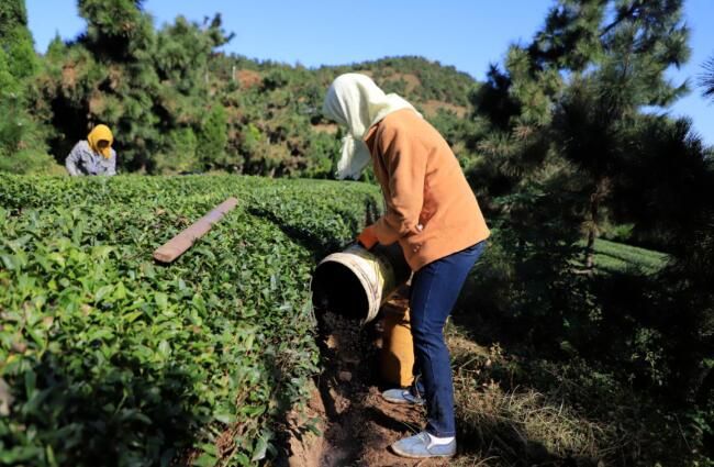 Tea Garden Management — Scientific Application of Base Fertilizer for Tea Trees in Autumn 2023-2