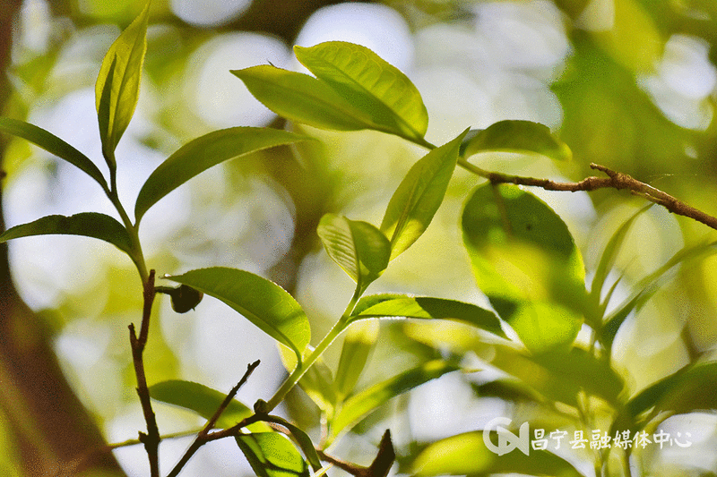 Mangshui Changning: The Spring Tea Flourishes with the Waters of the Lancang, the Ancient Trees of the Origin are All Good-8